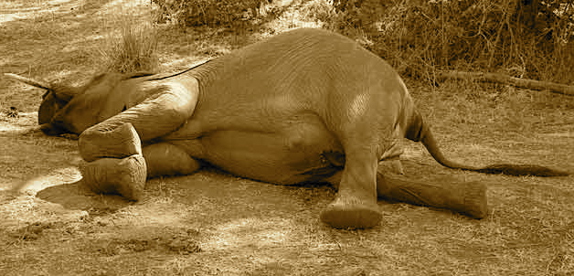 dead elephant