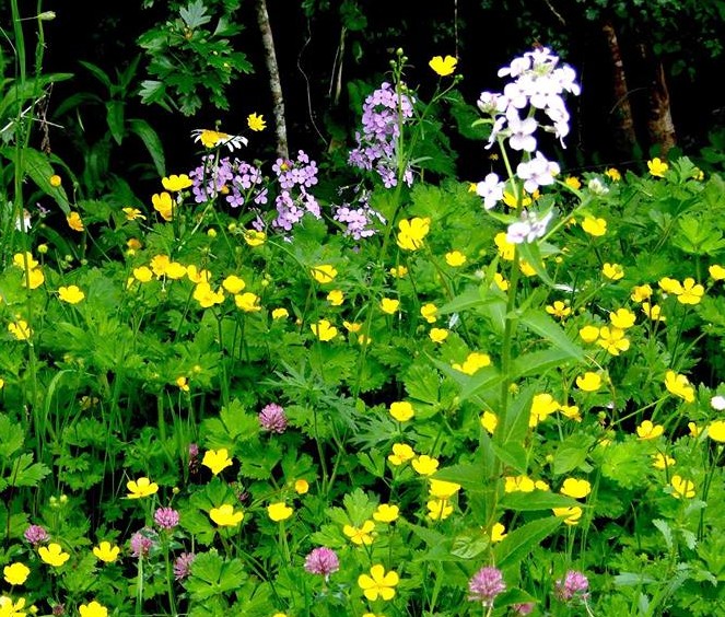 Irish Mystery Flowers