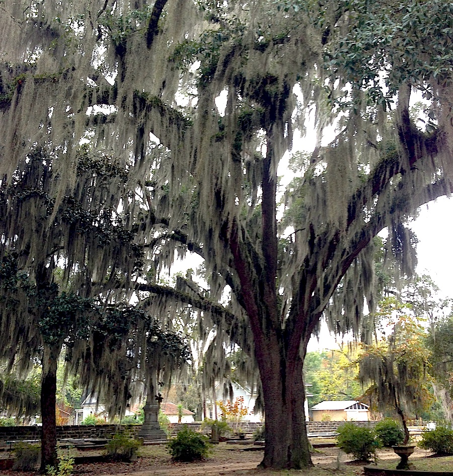 SM03-Liveoak-Selma-03