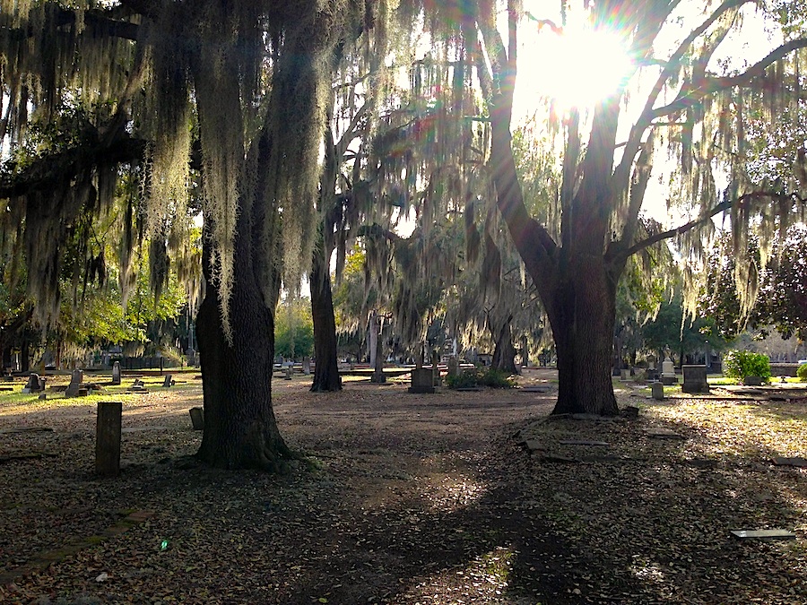 SM06-Liveoak-sun-Selma-06