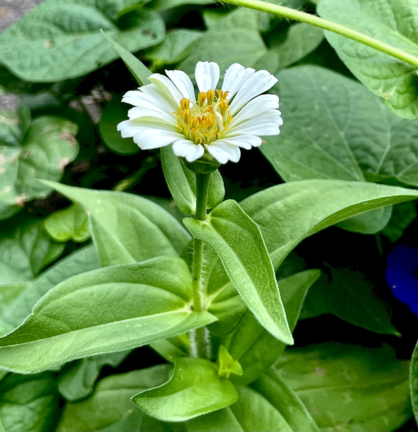 In The Yard: Daisy In Peril—An August Thriller - A Friendly Letter